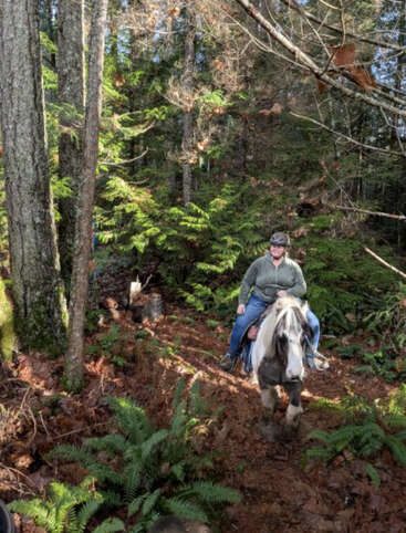 Jemand mit einem Helm reitet auf einem Pferd auf einem schmalen Waldweg, umgeben von hohen Bäumen, grünen Farnen und Sonnenflecken, die durch die Äste fallen.