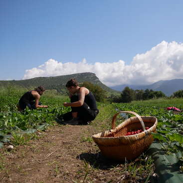 Zwei Menschen pflücken Erdbeeren auf einem Feld, mit einem Korb voller Erdbeeren im Vordergrund und Bergen im Hintergrund an einem sonnigen Tag.