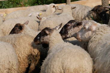 Eine Gruppe von Schafen, die eng aneinander gekuschelt in einem Pferch im Freien stehen. Die meisten haben weiße Wolle, während einige ein dunkleres Gesicht haben und alle in die gleiche Richtung schauen.