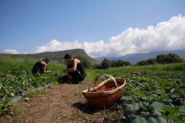 Deux personnes cueillent des fraises dans un champ, avec un panier de fraises au premier plan et des montagnes à l'arrière-plan, par une journée ensoleillée.