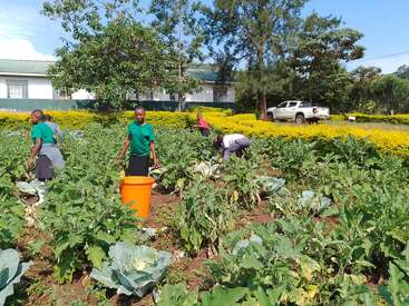 Several people, including children, are working in a lush vegetable garden, surrounded by cabbage plants, trees, and a building. A white truck is parked nearby.