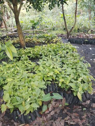In a lush, green forest setting, numerous young seedlings grow in black plastic bags, arranged in clusters beneath tall trees, surrounded by leafy ground cover and foliage.