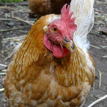 The image depicts a close-up of a brown chicken with a red comb and yellow beak, standing on the ground amidst scattered hay and twigs.
