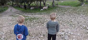 Deux jeunes garçons se tiennent sur un chemin rocailleux, observant des moutons qui paissent près des arbres. Une personne est visible à l'arrière-plan, entourée de verdure et de campagne.
