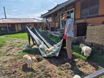 Deux personnes à l'extérieur d'une maison traditionnelle manipulent une grande bâche verte tandis que plusieurs petits chiens pelucheux jouent autour d'eux par une journée ensoleillée dans la cour.
