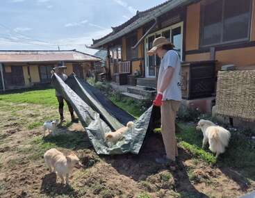 Dos personas con sombreros para el sol trabajan con una gran lona en un patio, rodeadas de cuatro perros de color claro cerca de una casa de estilo tradicional en un día soleado.