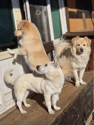 Três cachorros fofinhos de pelagem clara estão em uma varanda de madeira. Um deles tem as patas apoiadas numa porta de vidro, enquanto os outros olham em direções diferentes, alertas.