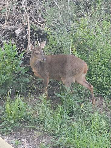 Ein junges Reh mit kleinem Geweih steht aufmerksam in einer üppig grünen Naturlandschaft, umgeben von dichtem Gebüsch und trockenen Ästen, und verschmilzt mit seiner Umgebung.