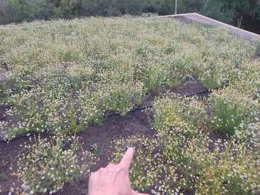 Eine Hand zeigt auf ein Feld mit kleinen weißen und gelben Wildblumen, die dicht auf dem Boden wachsen, umrandet von Beton, mit grünen Bäumen im Hintergrund.
