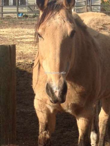 The image depicts a tan horse with a dark mane and nose, standing in a fenced-in area, with a wooden fence and a building visible in the background.