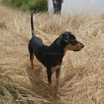 Un perro negro y fuego permanece alerta en un campo de hierba alta y seca. Al fondo, una persona cerca de la orilla.