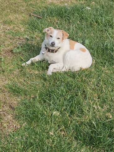 A small white dog with brown patches is lying comfortably on green grass, wearing a collar. It looks relaxed, enjoying a peaceful, sunny day outdoors.