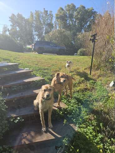 Three dogs stand and sit near wooden steps in a sunny, grassy yard. A car is parked in the background, with trees and bushes surrounding the area.