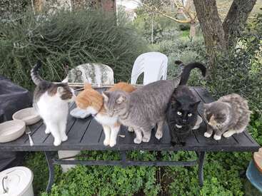 Five cats of various colors sit closely together on a black outdoor table, surrounded by bowls, plastic chairs, green grass, and lush garden foliage.