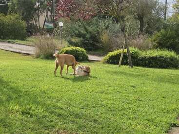 Two dogs play together on a lush, green lawn surrounded by bushes, trees, and a small path on a sunny day in a peaceful garden.