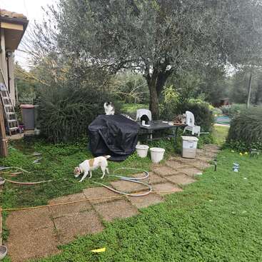 A garden scene with a small white and brown dog sniffing the ground, two cats on a covered table, trees, chairs, scattered hoses, and buckets.