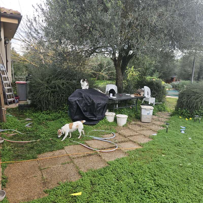 A garden scene with a small white and brown dog sniffing the ground, two cats on a covered table, trees, chairs, scattered hoses, and buckets.