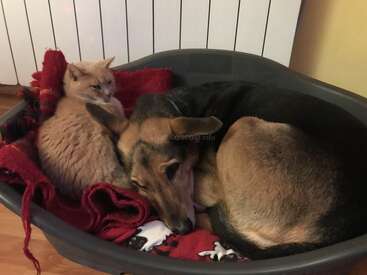 Un gato pelirrojo y un perro marrón se acurrucan juntos en una acogedora cama para mascotas forrada con mantas rojas, ambos parecen tranquilos y contentos en el interior.