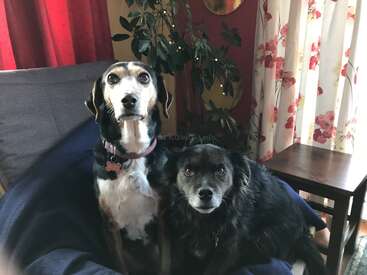 Dos adorables perros, uno blanco y negro y otro negro y gris, están sentados juntos en una cómoda silla en el interior, cerca de una ventana con cortinas florales.