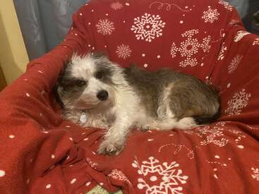A small, fluffy dog with white and gray fur lies comfortably on a red blanket decorated with white snowflakes, resting on a cozy chair indoors.