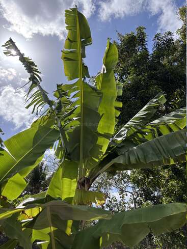 De grandes feuilles de bananier s'étirent vers le soleil éclatant, leurs feuilles vertes étant légèrement déchirées. Le ciel bleu, les nuages cotonneux et d'autres arbres créent une scène tropicale luxuriante.