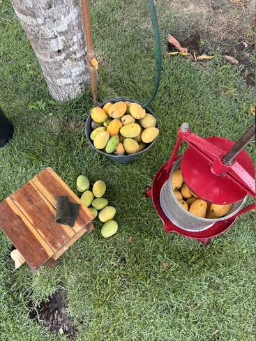 Un seau de mangues récoltées, quelques mangues en vrac, un petit tabouret en bois avec une éponge et un presse-fruits rouge sur l'herbe verte.