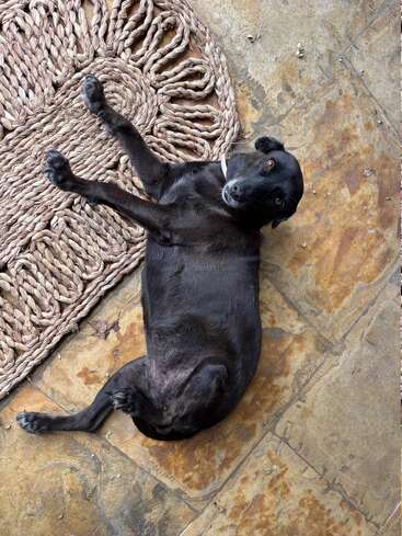 Un chien noir est couché sur le côté sur un sol en pierre texturée, à côté d'un tapis tissé, regardant vers le haut avec une expression détendue et satisfaite.