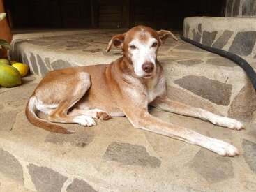 A brown and white senior dog lies comfortably on stone steps, appearing relaxed. There are a few yellow fruits nearby and a black hose in the background.