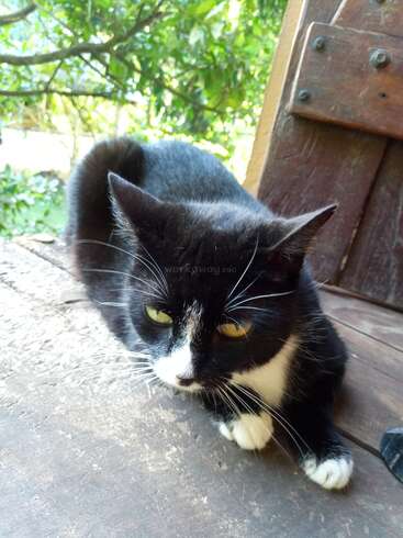 A black and white cat with striking yellow eyes sits on a wooden surface near a rustic door, surrounded by green foliage and natural sunlight outdoors.