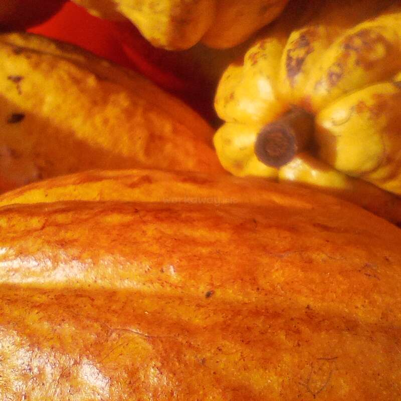 Esta imagem mostra um close-up de várias vagens de cacau amarelas e laranjas brilhantes, revelando suas peles texturizadas e estriadas e variações de cores ricas e naturais.