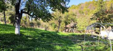 Eine friedliche Szene auf dem Land mit grünem Gras, verstreuten Bäumen, Sonnenlicht, das durch die Blätter fällt, einem kleinen, rustikalen Haus und einem metallenen Gartenrahmen unter einem klaren blauen Himmel.