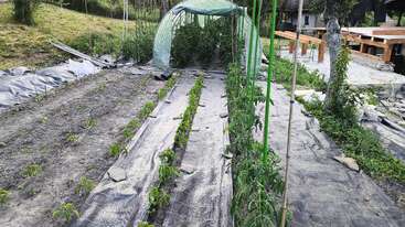 Dieses Bild zeigt einen gut gepflegten Gemüsegarten mit Reihen von Jungpflanzen, Tropfbewässerung, einem Gewächshaustunnel und Sitzgelegenheiten im Freien an einem sonnigen Tag.