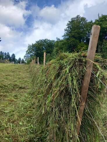 Freshly cut grass is draped over a wooden fence to dry under a partly cloudy sky, with green trees and open fields in the background.