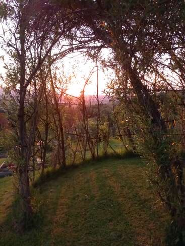 Sunset peeks through an arched tunnel of trees, casting long shadows on lush green grass, creating a peaceful, enchanting and warmly lit natural scene.