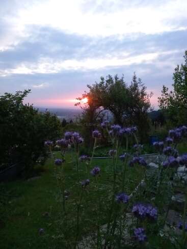 Purple wildflowers in the foreground, lush green grass, and trees. A dramatic sunset with pink and orange hues lights up a cloudy evening sky. Peaceful countryside.