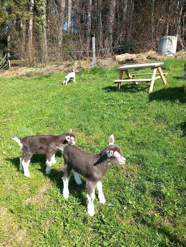 Three adorable baby goats with brown and white fur stand on sunlit green grass. A wooden picnic table sits nearby, with trees and a fence in the background.