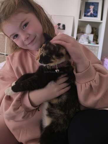 Une jeune fille vêtue d'un sweat-shirt rose câline joyeusement un chat calicot et lui caresse doucement la tête. La pièce confortable et les expressions chaleureuses créent une scène d'amour.