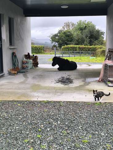 Un poney noir est couché sous un patio abrité, entouré de plusieurs poules. Un chat calicot veille près de l'entrée, avec de la verdure en arrière-plan.