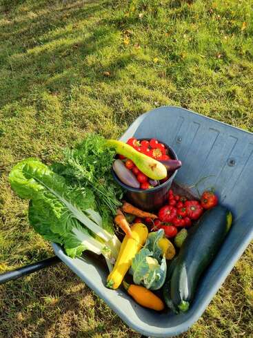A wheelbarrow filled with freshly harvested vegetables including zucchini, tomatoes, carrots, eggplant, Swiss chard, and cauliflower, set on grass in bright sunlight.