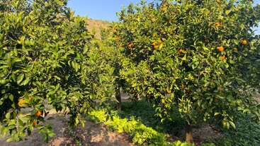 L'image montre un verger ensoleillé avec des orangers verdoyants portant des fruits orange mûrs. La végétation pousse sous les arbres et une colline apparaît à l'arrière-plan.