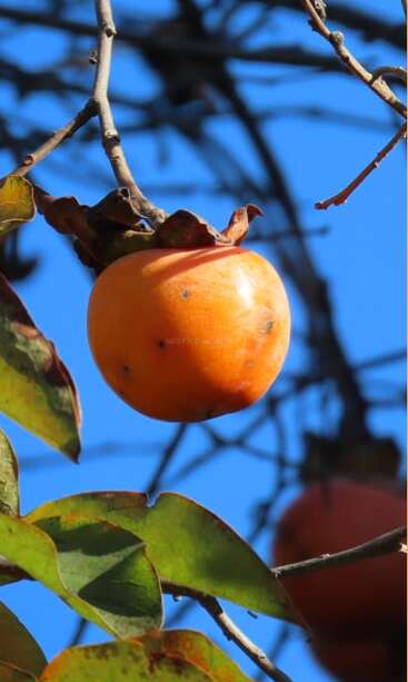 Eine einzelne reife orangefarbene Kakifrucht hängt an einem Baumzweig, umgeben von grünen Blättern, vor einem klaren, strahlend blauen Himmel an einem sonnigen Tag.
