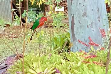 A vibrant red and green parrot perches on a branch in a lush garden, surrounded by tropical plants, flowers, and a large tree trunk.