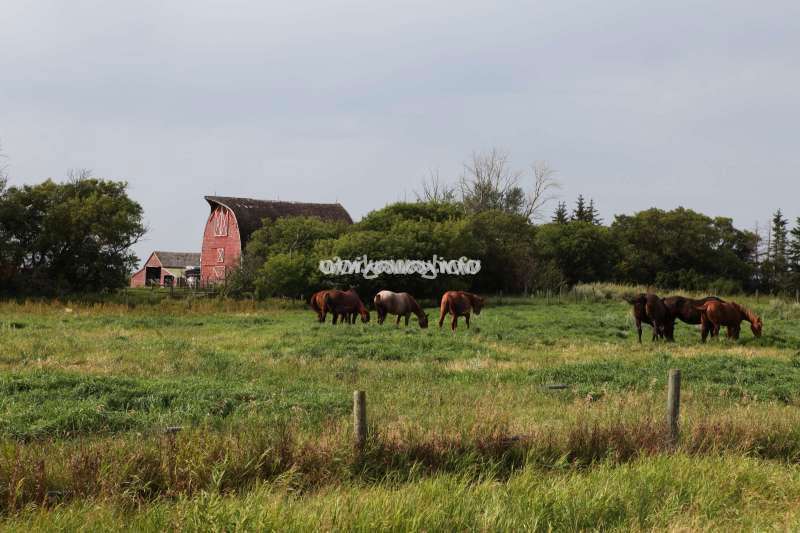 Cattle and Horse Ranch in Manitoba, Canada