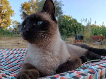 A Siamese cat with striking blue eyes relaxes on a colorful patterned mat outdoors, surrounded by greenery and soft sunlight, creating a peaceful summertime scene.
