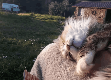 A fluffy cat sleeps peacefully on a cozy blanket outdoors. There’s green grass, a rustic stone house, and a white van in the background. Sunny day.