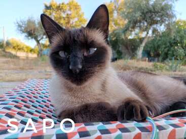 Un gato siamés se relaja al aire libre sobre una colorida superficie estampada, rodeado de árboles y vegetación, con el texto "SAPO" en la esquina inferior izquierda de la imagen.