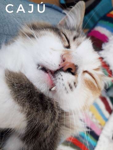 Un esponjoso gato llamado Cajú duerme plácidamente con la boca ligeramente abierta, mostrando unos diminutos dientes. El fondo es colorido, acogedor e invitador.