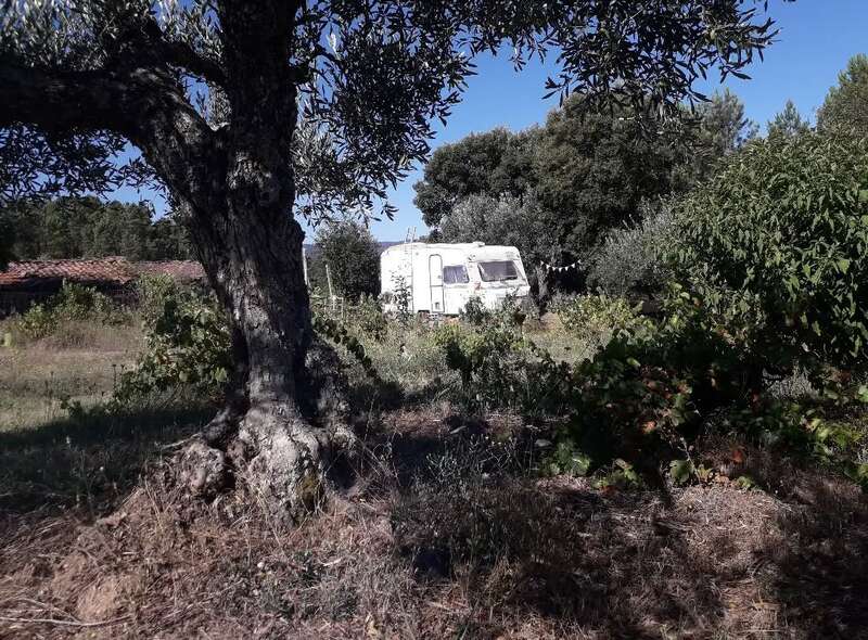 A white caravan sits in a sunlit, overgrown field surrounded by trees and bushes, with a large gnarled tree trunk in the foreground. Peaceful countryside.