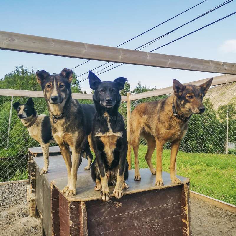 Das Bild zeigt vier Hunde, die auf einer Holzplattform stehen, mit einem Maschendrahtzaun und einem blauen Himmel im Hintergrund, umgeben von üppigem Grün.