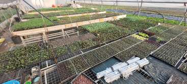 This image shows a greenhouse interior filled with numerous trays of young seedlings organized on metal racks. Various plant types are growing under protective, arched structures.